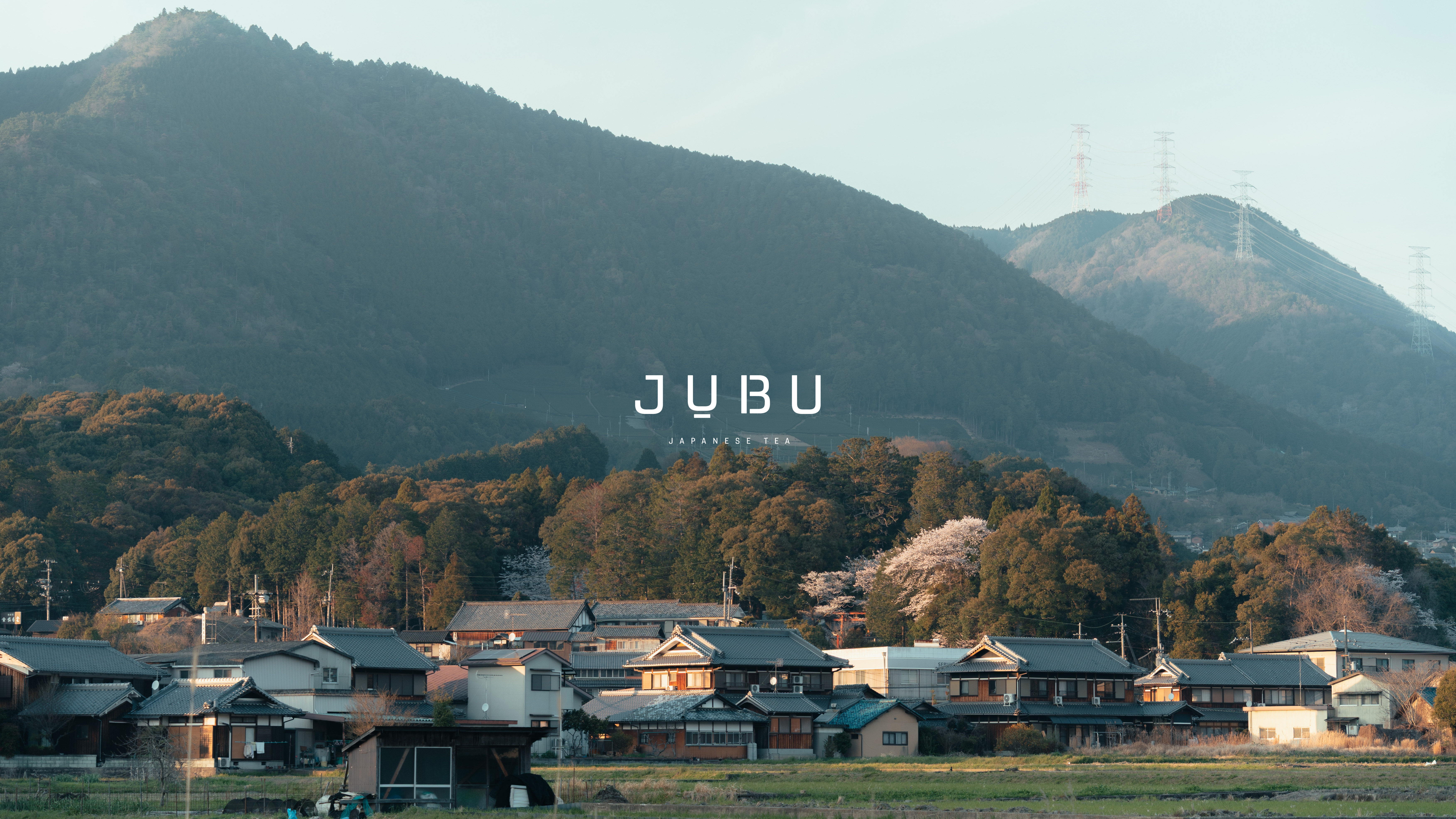 和束町の茶畑